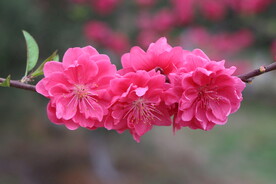 桃花盛开