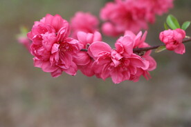 桃花盛开