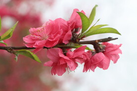 桃花
