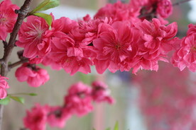 桃花盛开