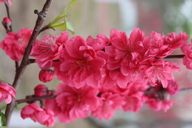 桃花盛开