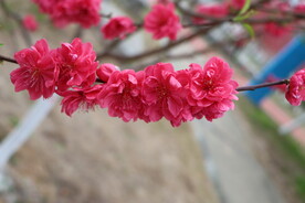 桃花盛开
