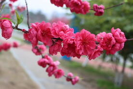 桃花盛开