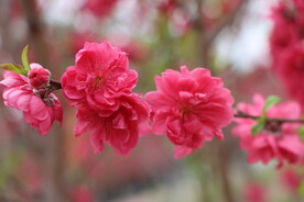 桃花开放