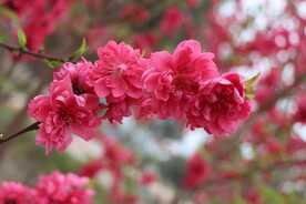 桃花盛开