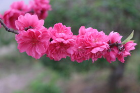 桃花盛开