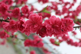 桃花盛开