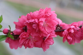 桃花盛开