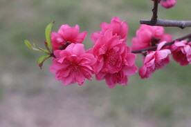 粉色桃花