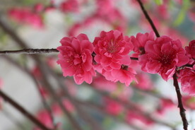 桃花盛开