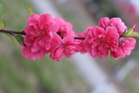 桃花盛开