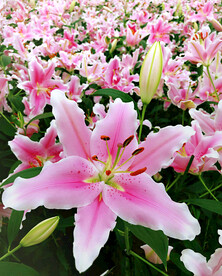芳芬百合香
