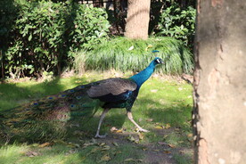 孔雀