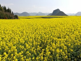 罗平油菜花