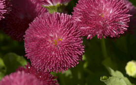 小菊