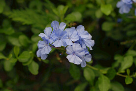 蓝雪花