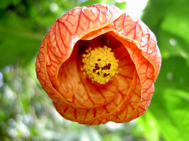 金铃花