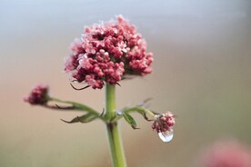 缬草