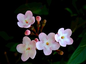 滇丁香