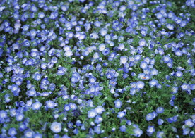 粉蝶花