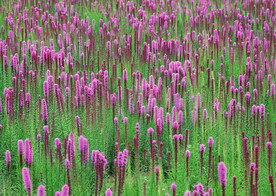 花海