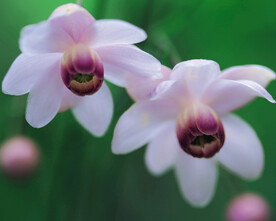 莲花升麻