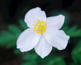 大花银莲
