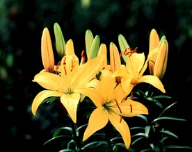 花丛