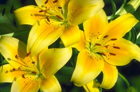 花草
