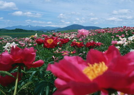花海