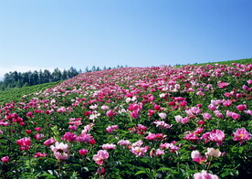 花海