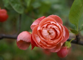 花草