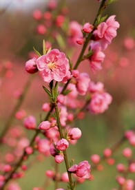 梅花