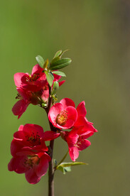 花草
