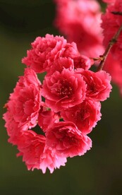 红花碧桃