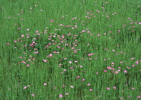 花海