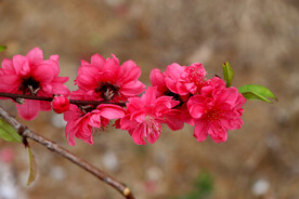 桃花
