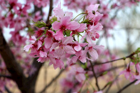 樱花