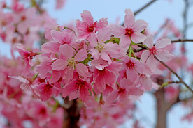 樱花