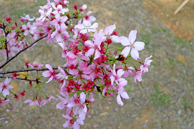 樱花