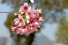 樱花