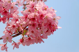 樱花