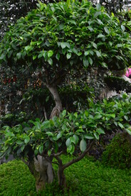 温室花草风景 