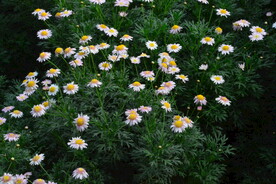 温室花草风景 