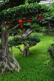 温室花草风景 