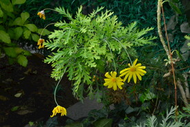 温室花草风景  