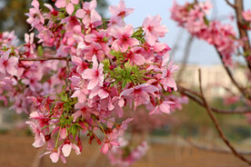 樱花