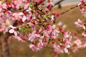 樱花