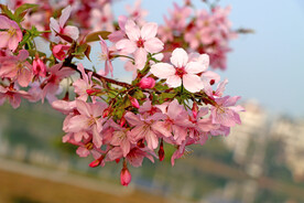 樱花