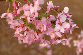樱花